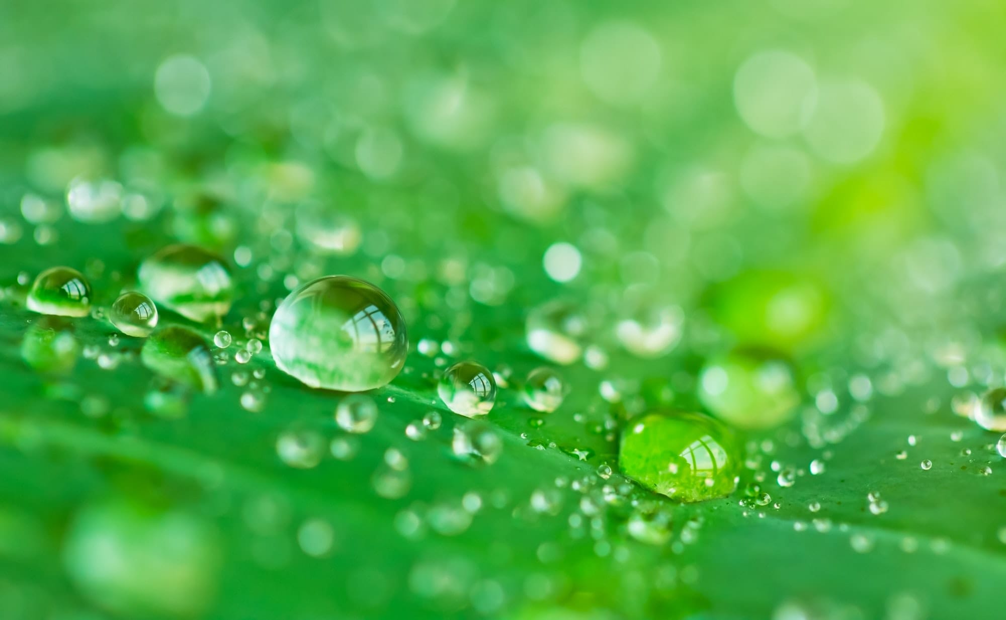 Water drops close up